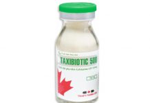 Taxibiotic 500 Thuốc Taxibiotic 500 - SĐK VD-19009-13